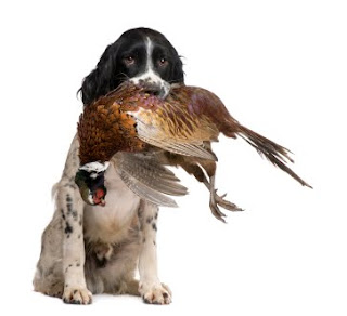 raza Springer Spaniel Ingles