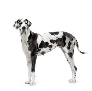 Perro Gran Danes