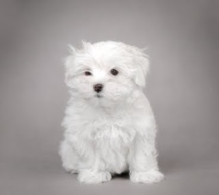 cachorro maltese