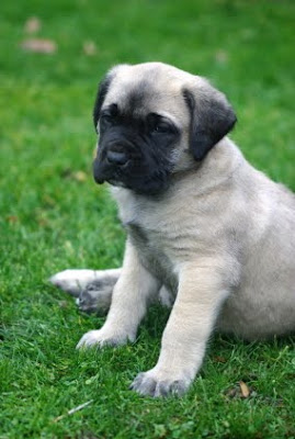 cachorro mastiff