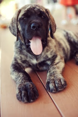 raza mastiff
