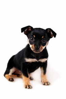 Pinscher miniatura