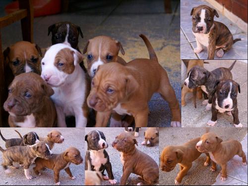 Cachorros+pitbull