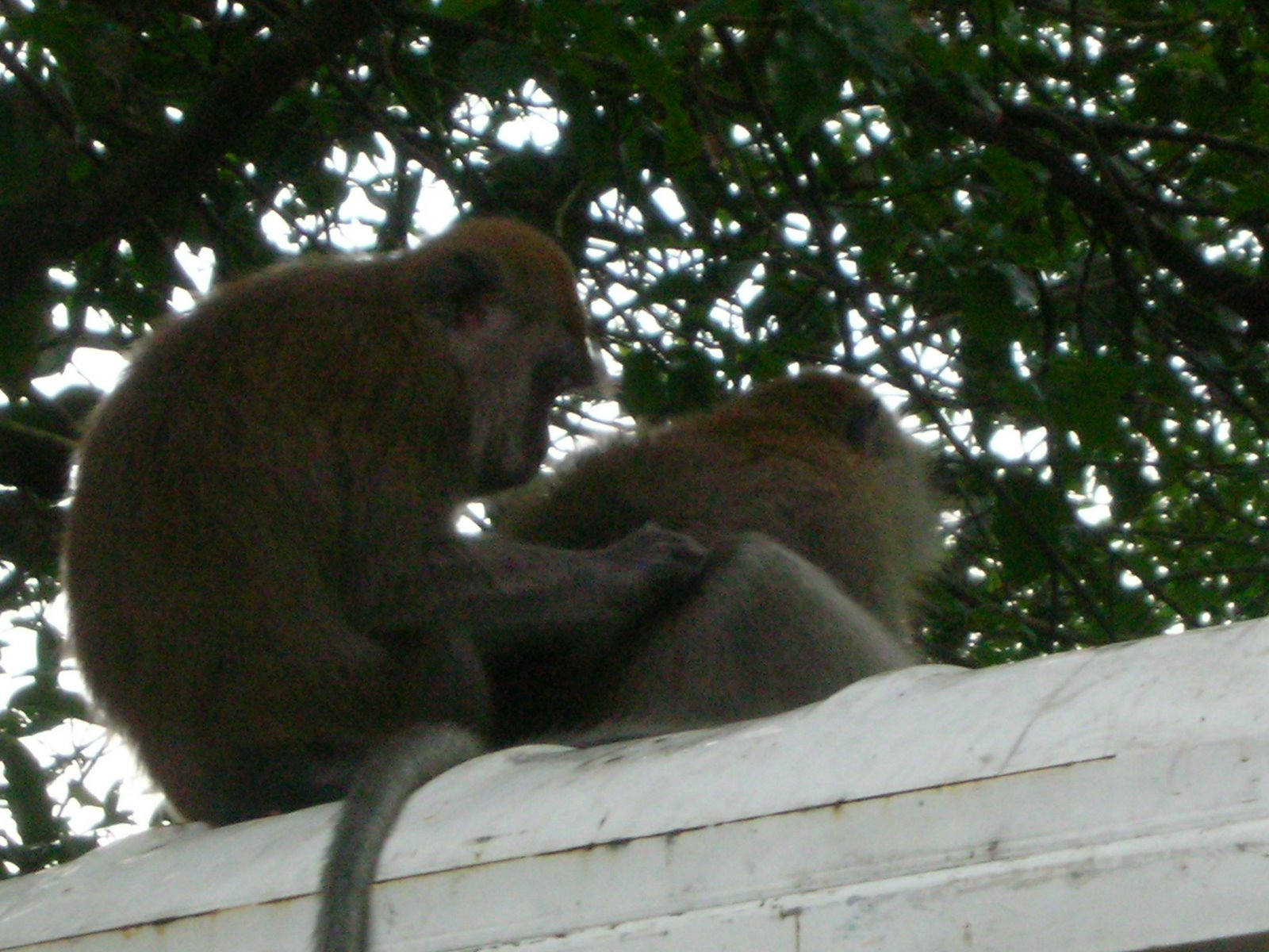 [Two+monkeys+on+car.JPG]