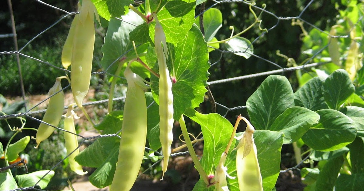 naturewitch Of Things Leguminous