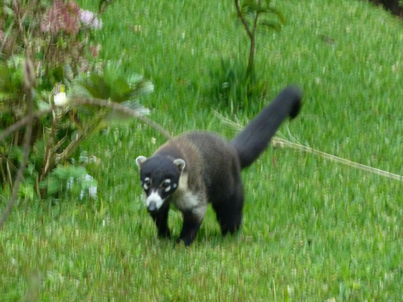 mayabear: Monteverde, Costa Rica