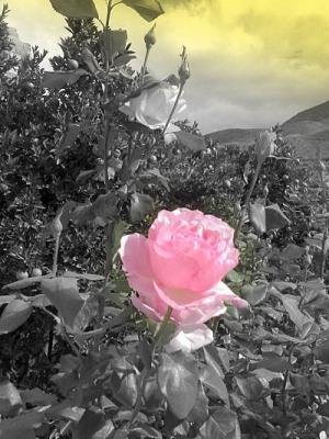 [untitled+rosa.bmp]
