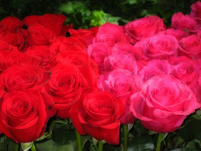 Room full of roses makes a woman HOT