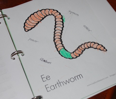 Earthworm+diagram