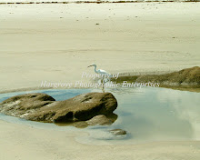 Egrets Regret