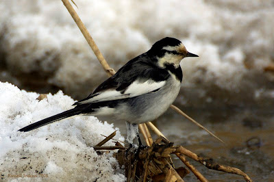 Japanese Wagtail