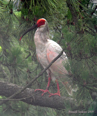 Toki Bird