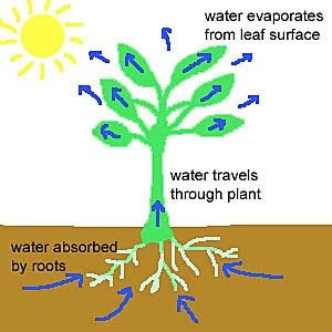Properties of polynomial roots - Wikipedia