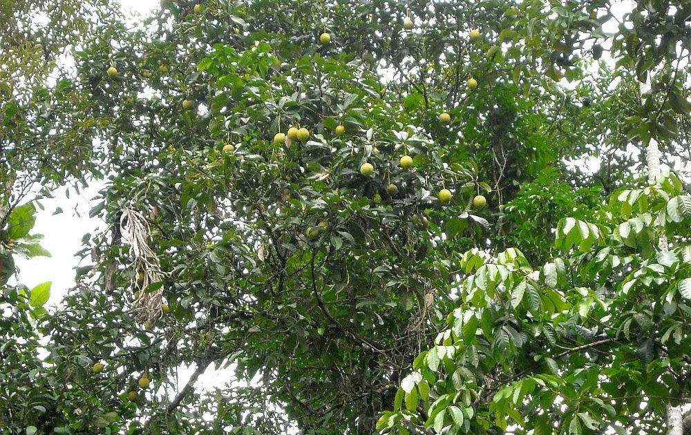 foodbin WILD PEACHLIKE FRUIT.