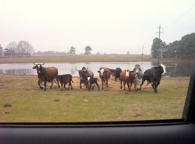 Cows Rampage