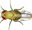 [fruitfly2.jpg]