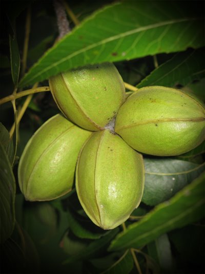 [pecans.jpg]