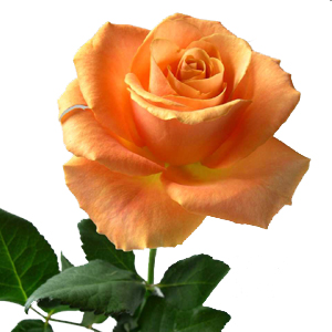 Pale Orange Roses