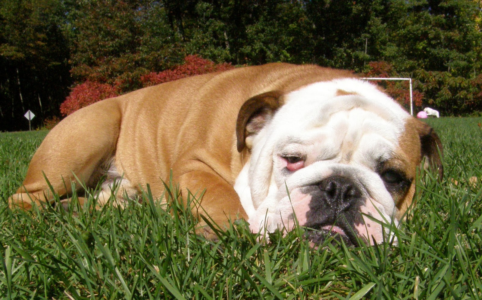 The Bulldog Brigade December 2010