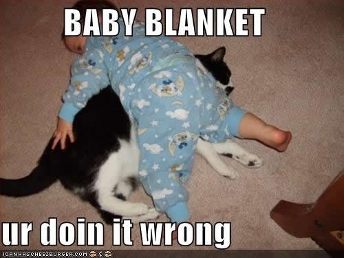 lol cat baby