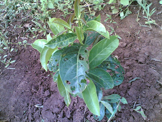 APOROSA LINDLEYANA