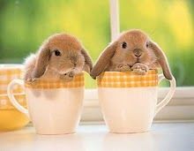 BUNNIES !!!!!