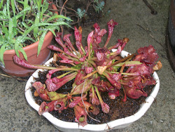Native pitcher plants