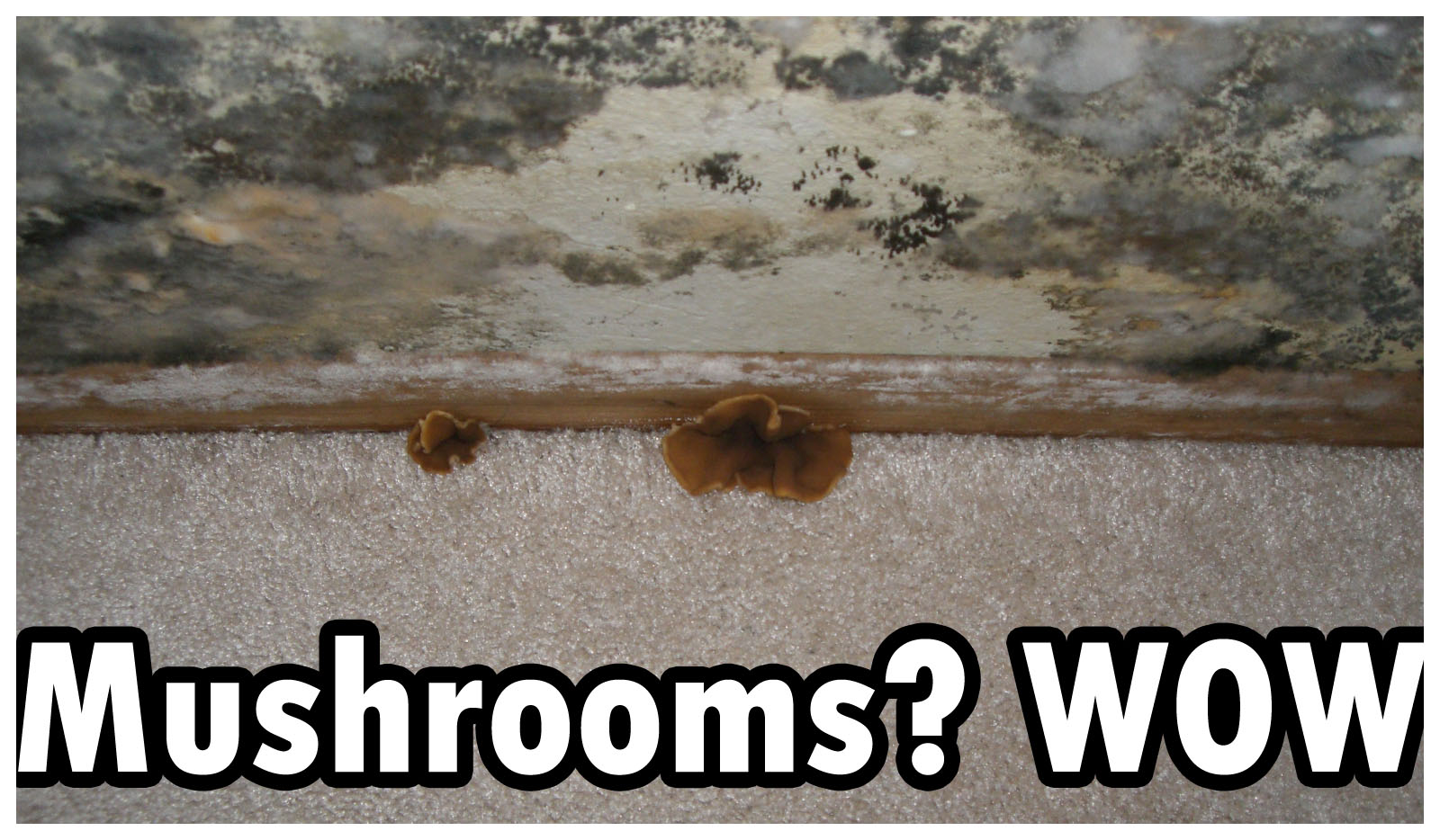 Foreclosure Fail Indoor Mushroom MOLD Growth Fail! Remodel TIME!