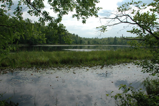 Beaver Lake