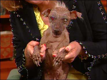 sams dogs the ugliest sam sams dogs the ugliest sam