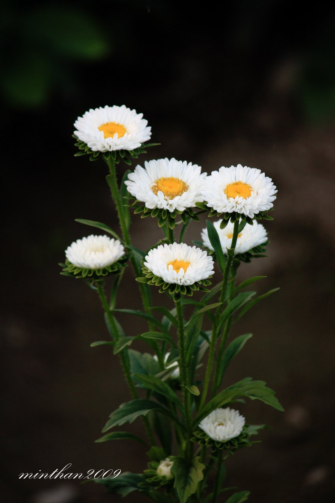 [whiteflower.jpg]
