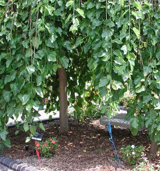 Morus Alba Chaparral Weeping Mulberry 10 20 The Distinct Architecture Of Branches Provides Interest During Winter Months Its Habit Morus Alba Chaparral Weeping Mulberry 10 20 The Distinct Architecture Of Branches Provides Interest During Winter Months Its Habit