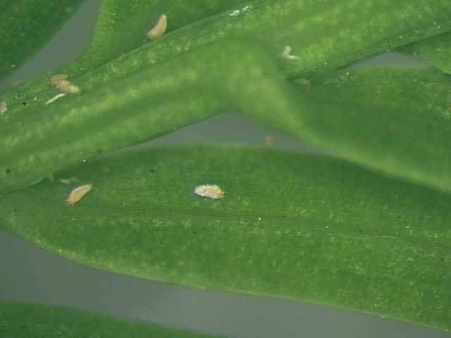 [bald+cypress+rust+mite+4.JPG]