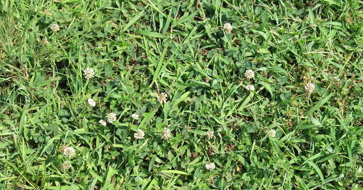 University of Delaware Cooperative Extension, Kent Co., Commercial