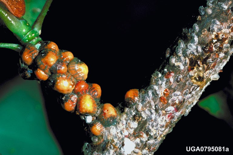 University of Delaware Cooperative Extension, Kent Co., Commercial