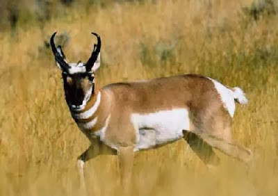 Pronghorn Antelope