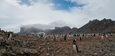 Gentoo_Penguins_Elephant_Island_29