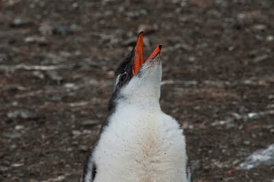 Gentoo_Penguins_Elephant_Island_24