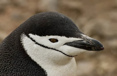 Gentoo_Penguins_Elephant_Island_17