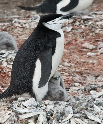 Gentoo_Penguins_Elephant_Island_12