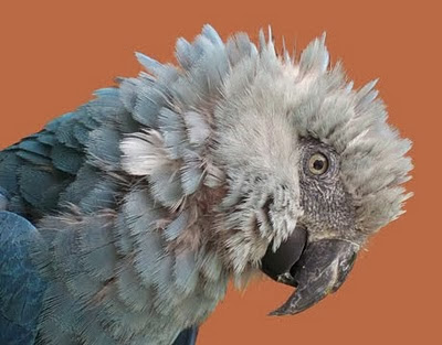 Spix's_Macaw