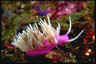 Nudibranch_Amazing_Sea_Slugs_12
