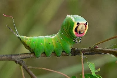 Insects_With_Alien_Faces_4