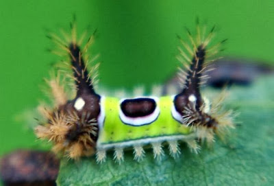 Insects_With_Alien_Faces_3