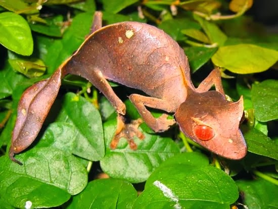 Satanic leaf-tailed gecko. Uroplatus phantasticus Satanic leaf-tailed gecko. Uroplatus phantasticus