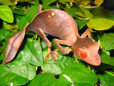 Satanic+leaf tailed+gecko 10 Hewan Paling Fantastis dan Unik