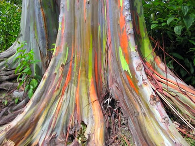 Amazing_Rainbow_Eucalyptus_Tree_2