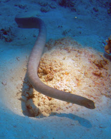 Sea Snake Sea Snake