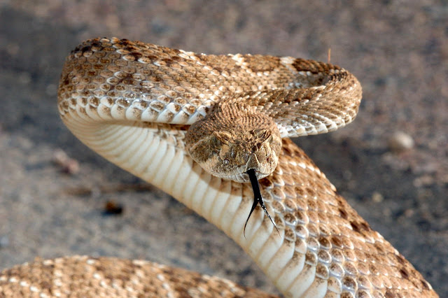 Rattlesnake