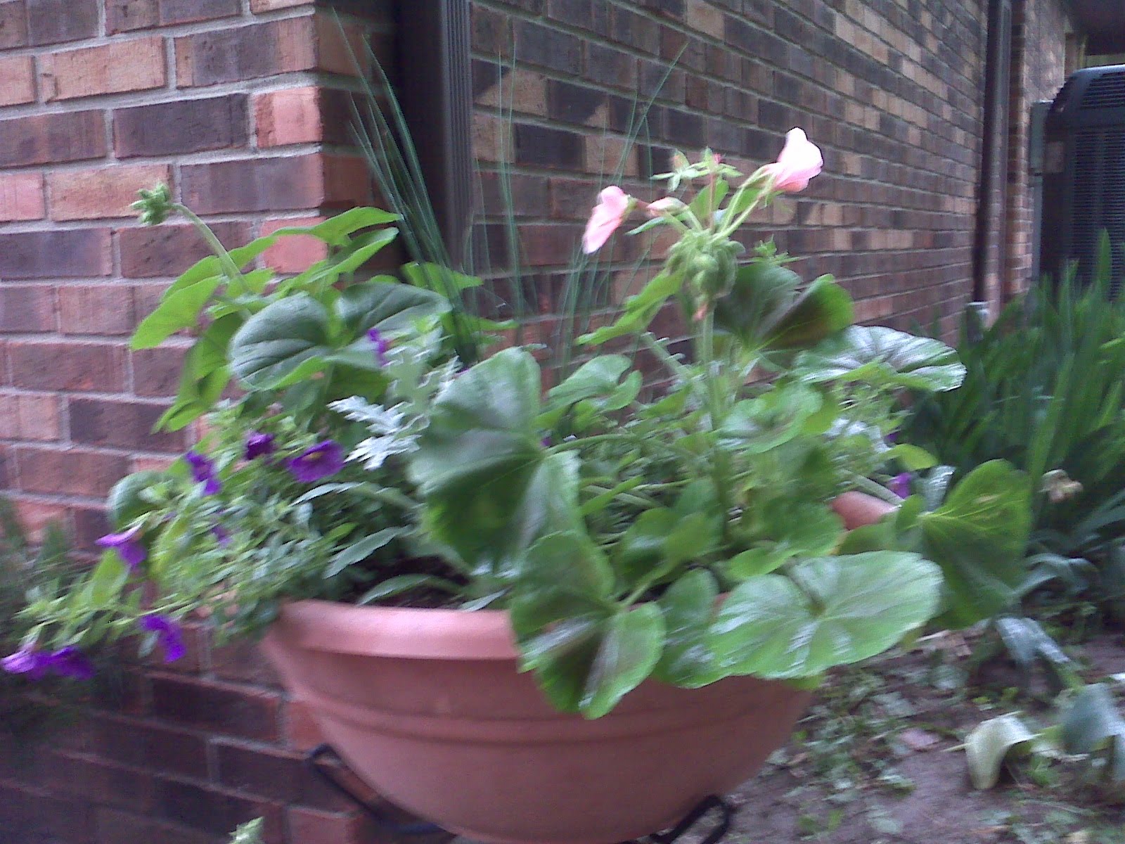 Plotting And Planting Flower Pots A Latte With Ott A